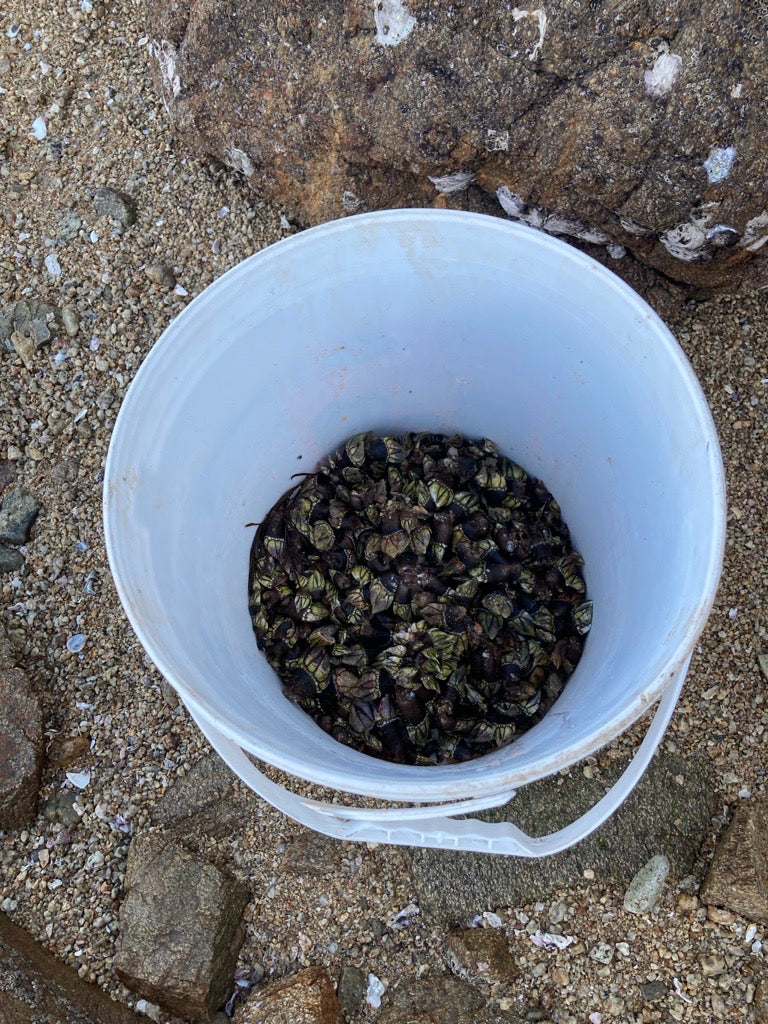 海の雫(亀の手)ジャパン・ペルセベス Japanese Goose Barnacles