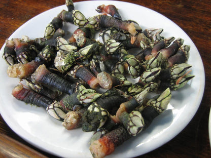 海の雫（亀の手）ジャパン・ペルセベス Japanese Goose Barnacles