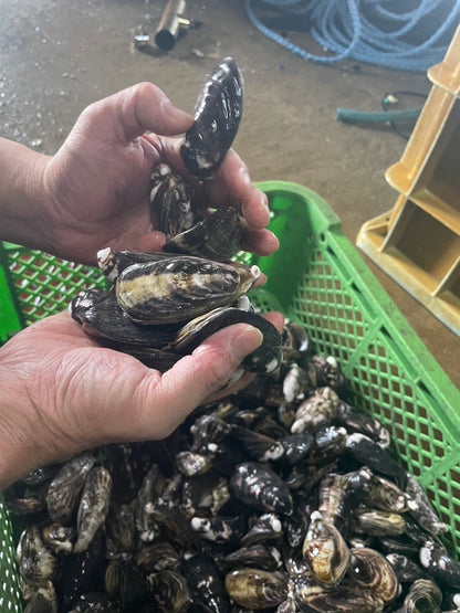 Queen Oyster（生/加熱用牡蠣）