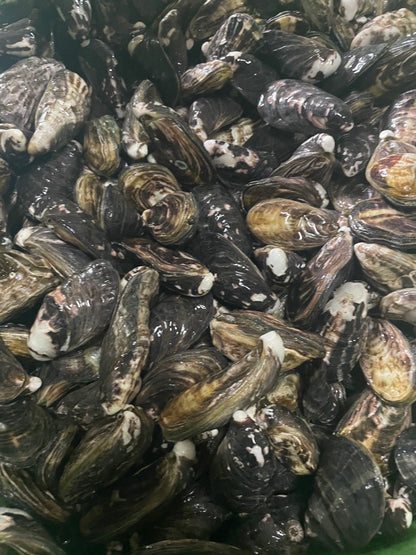 Queen Oyster（生/加熱用牡蠣）