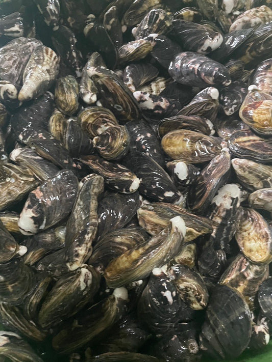 Queen Oyster（生/加熱用牡蠣）