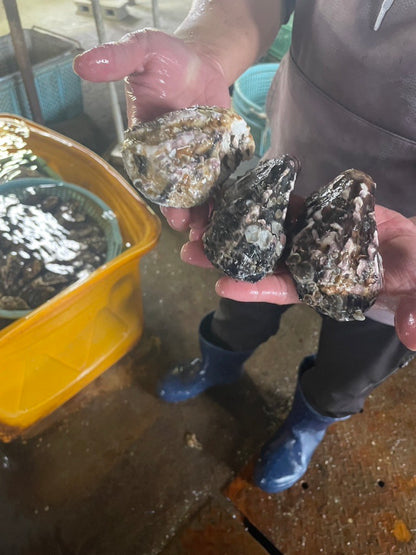 Queen Oyster（生/加熱用牡蠣）