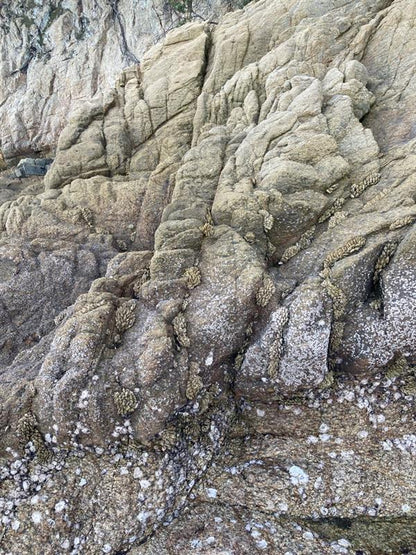 海の雫（亀の手）ジャパン・ペルセベス Japanese Goose Barnacles