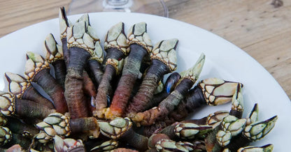 海の雫（亀の手）ジャパン・ペルセベス Japanese Goose Barnacles